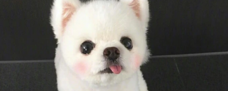 病狗打了血清怎么分辨