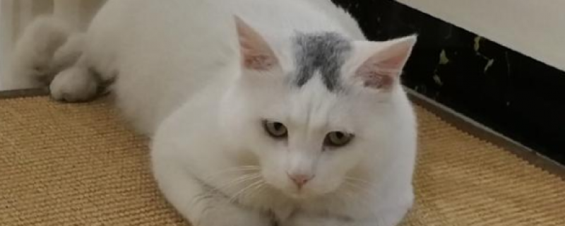 公猫不出门可以不绝育