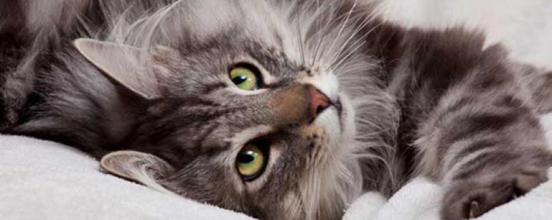 为什么兽医不让猫吃生骨肉