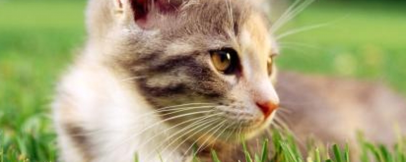 中华田园猫品种