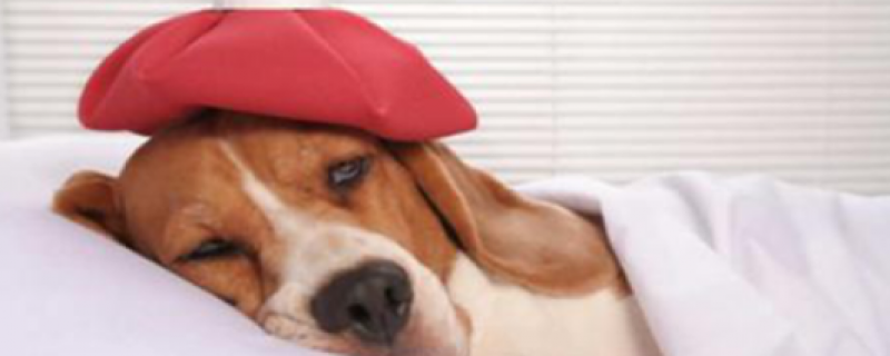 2个月幼犬打喷嚏流鼻涕