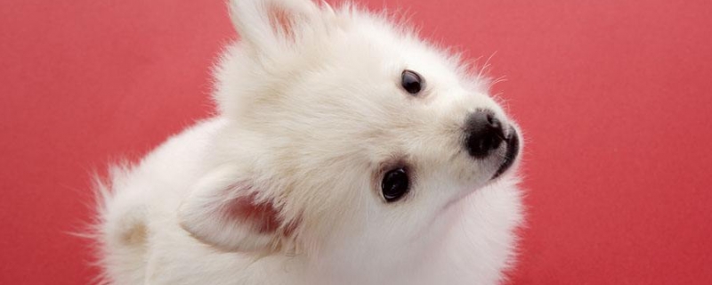 两个月的幼犬吃多少蒙脱石散