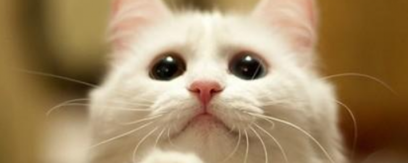 不出门的猫有狂犬病吗