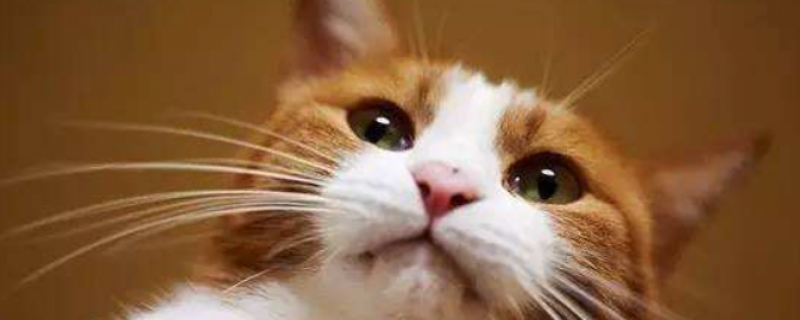 40度猫咪会中暑吗