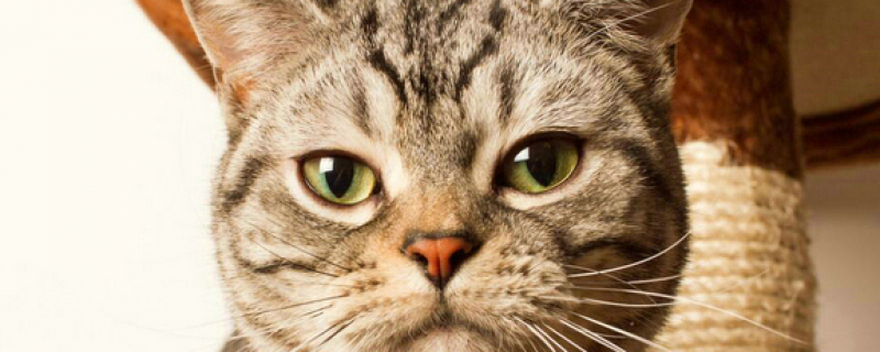 37度猫会中暑吗