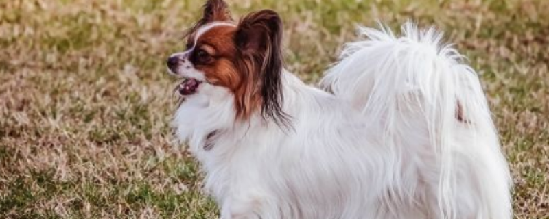 上海硫磺皂能治狗皮肤病吗