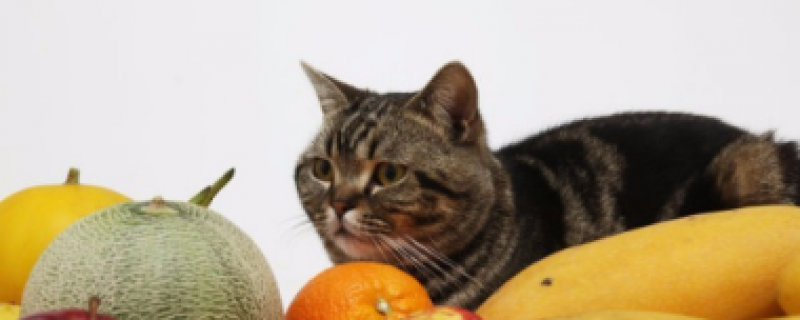 一半猫粮一半鸡胸肉可以吗