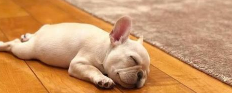 1个月的幼犬能吃蛋黄吗