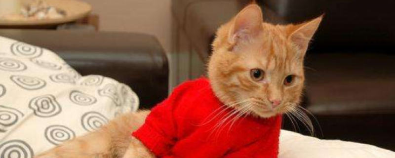 不分开母猫怎么断奶