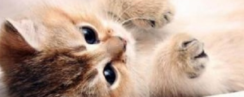 两个月的小猫怎么养