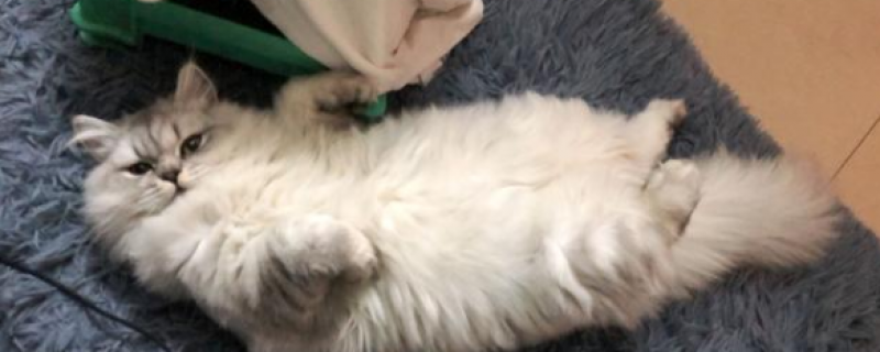 为啥猫咪会隔天生一只