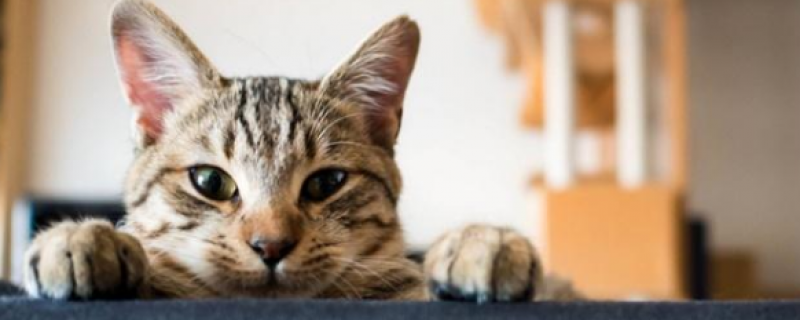 为什么养猫养一个死一个