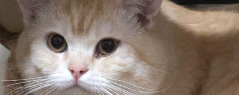 猫抽搐是什么病