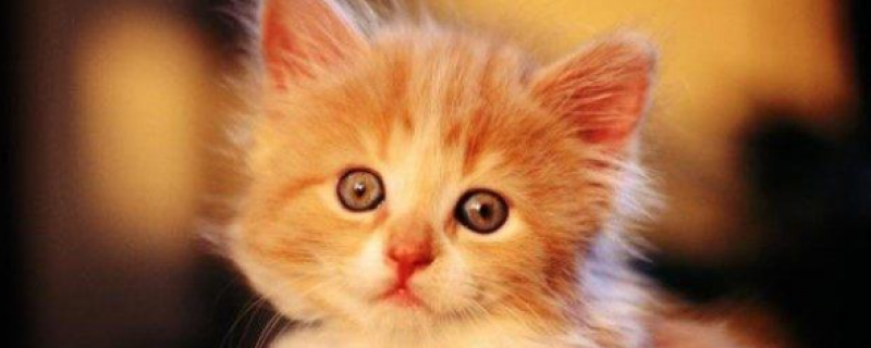 猫吃了蝙蝠会感染病毒吗