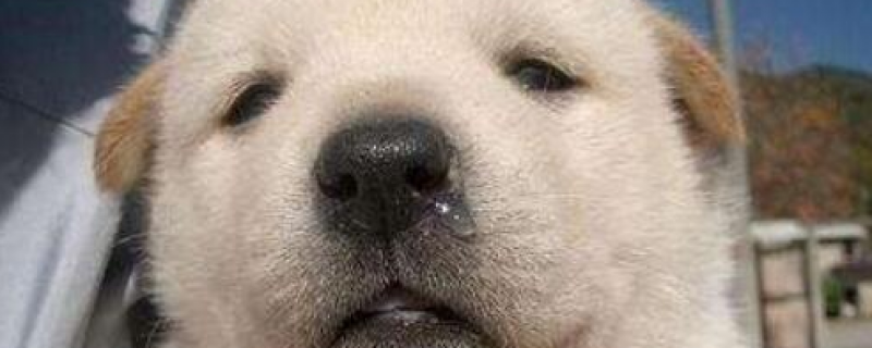 2个月幼犬可以吃蛋黄吗