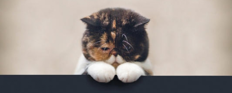 公猫几个月发腮