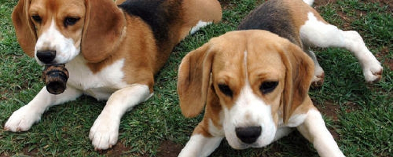 农村的土狗生病不吃东西两天？