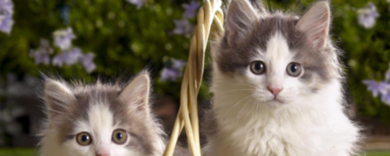 两个猫咪刚见面怎么解决