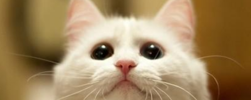 猫吃了麻雀会得什么病吗