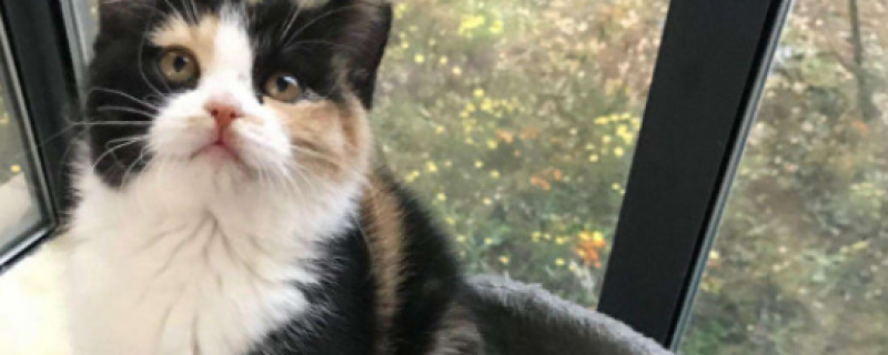 阿苯达唑片吃死猫