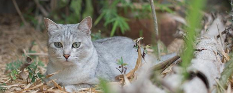 为什么不能给野猫喂食