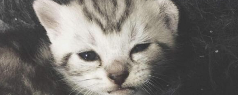 5个月的猫换牙流血