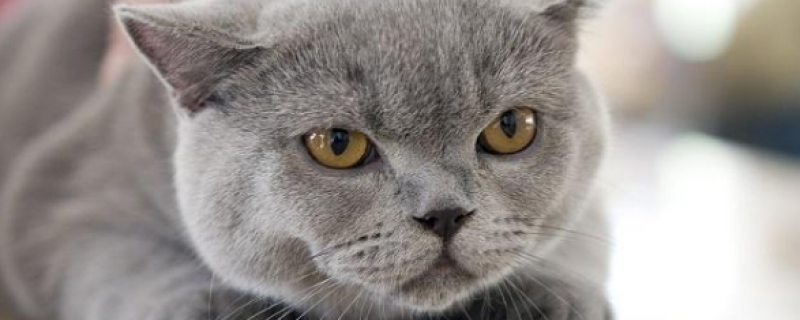 两个月的猫能吃什么