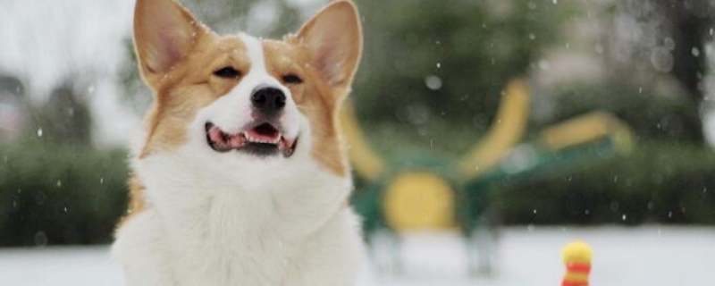 上班族养柯基白天怎么办?