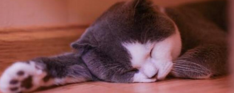 一个月的小猫吃什么？