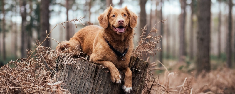 2斤的狗狗犬心保吃多少