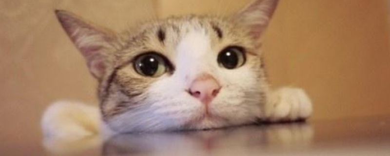 猫咪脚掌很凉是生病了吗