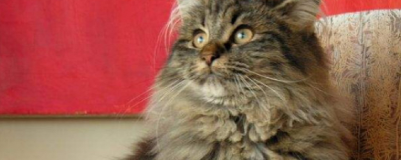 猫喝厕所水会得病吗