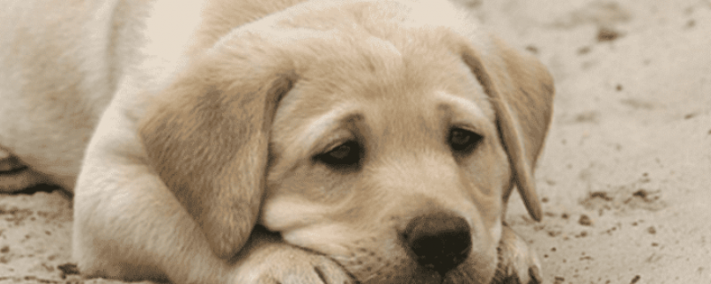 3个月狗吃奶糕还是幼犬粮