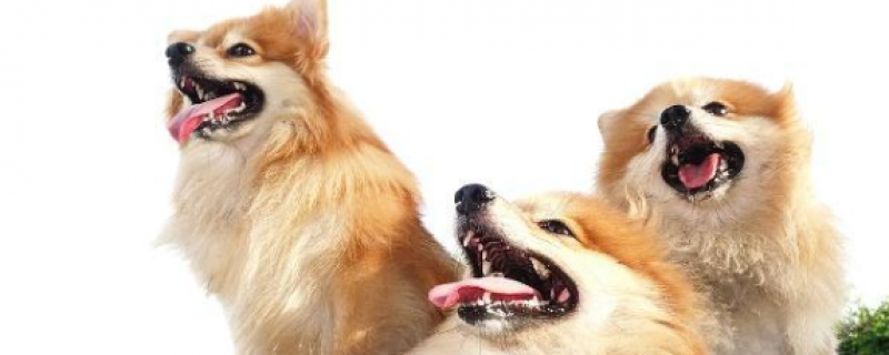 10斤狗狗庆大霉素用量