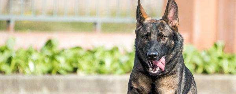 东德牧羊犬怎么训练