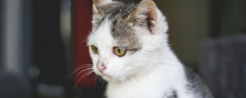 猫得了软骨病能活多久