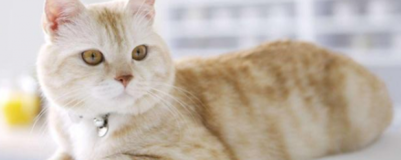 不建议猫打疫苗