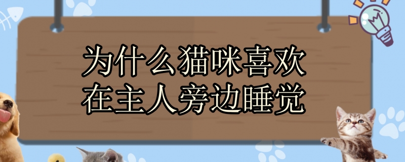 为什么猫咪喜欢在主人旁边睡觉
