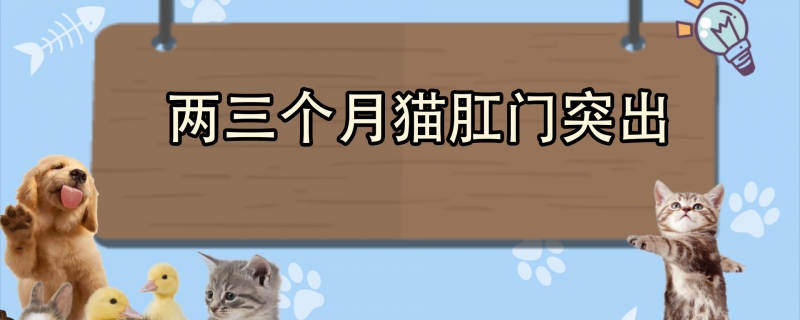 两三个月猫肛门突出