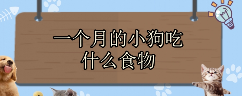 一个月的小狗吃什么食物