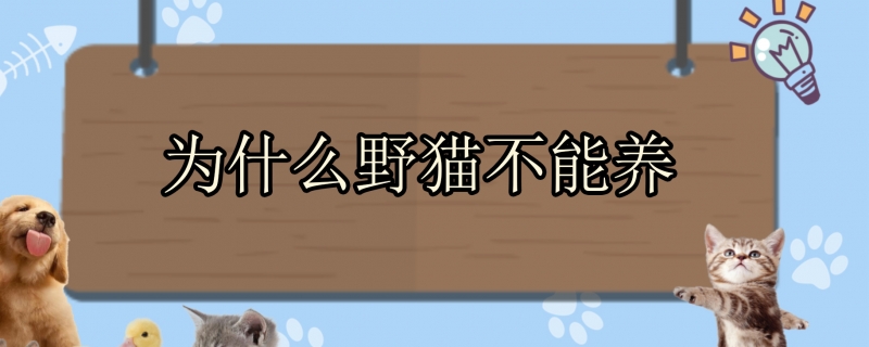 为什么野猫不能养