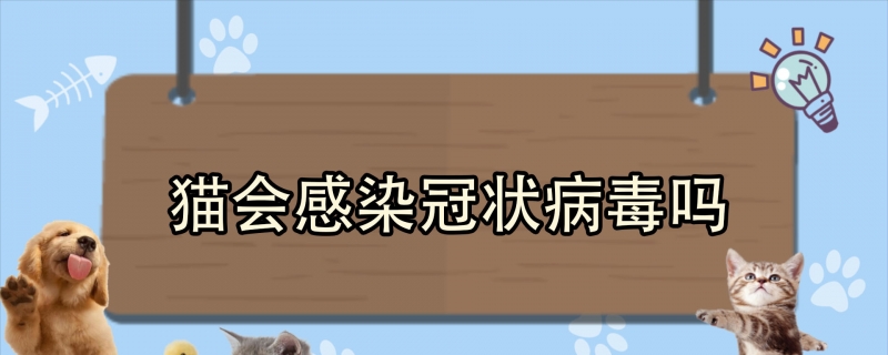 猫会感染冠状病毒吗？