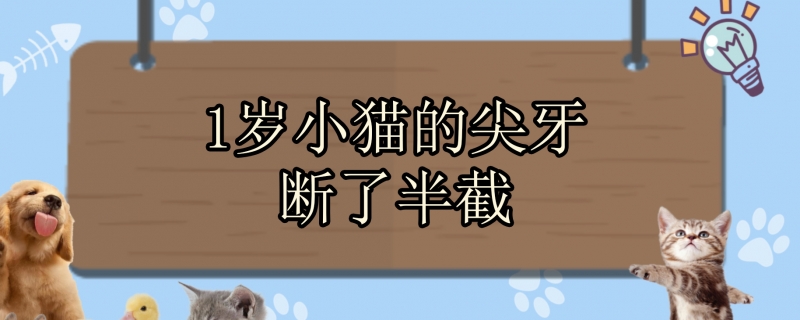 1岁小猫的尖牙断了半截