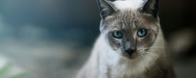 猫杯状病毒传染给人么