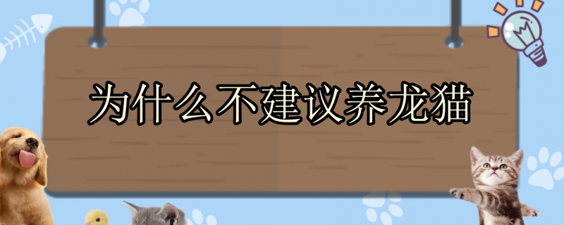为什么不建议养龙猫