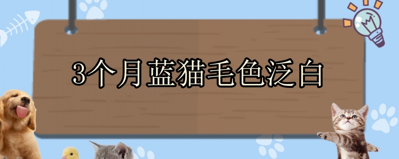 3个月蓝猫毛色泛白
