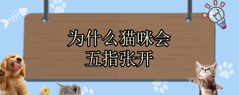 为什么猫咪会五指张开