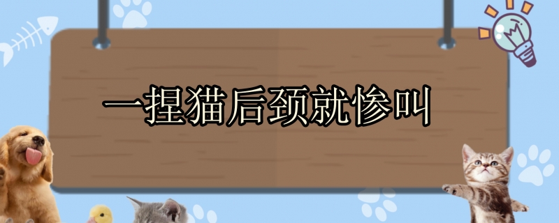 一捏猫后颈就惨叫