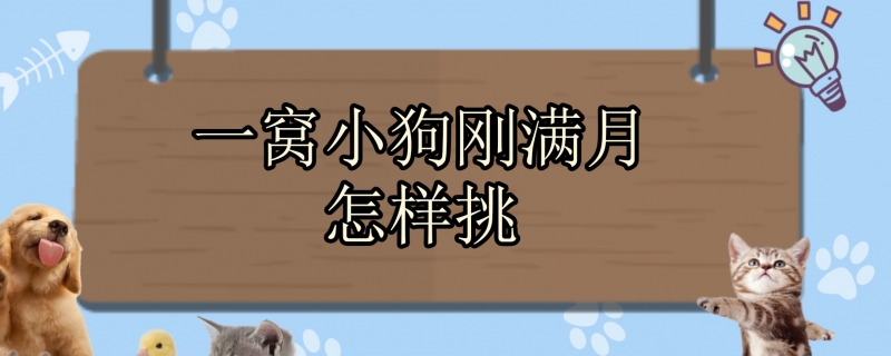 一窝小狗刚满月怎样挑