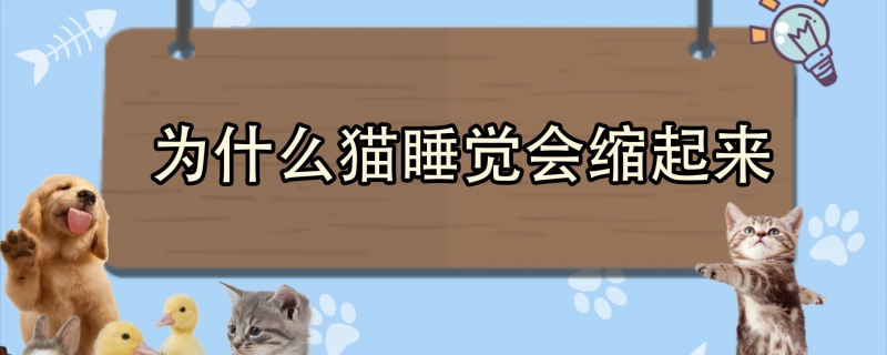 为什么猫睡觉会缩起来